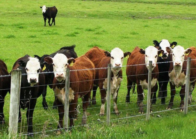 cattle-cows-animals-dmf-kashagan-today