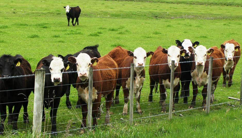 cattle-cows-animals-dmf-kashagan-today